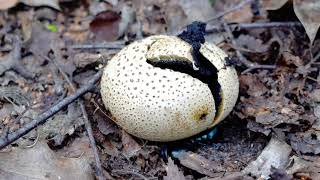 Dung Beetles removing spores from fungi