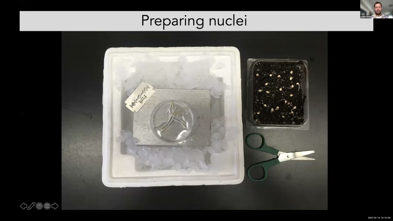 scSeq Techniques in Plant Biology: Part 1 - Dr. Joseph Swift (Salk Institute, USA)