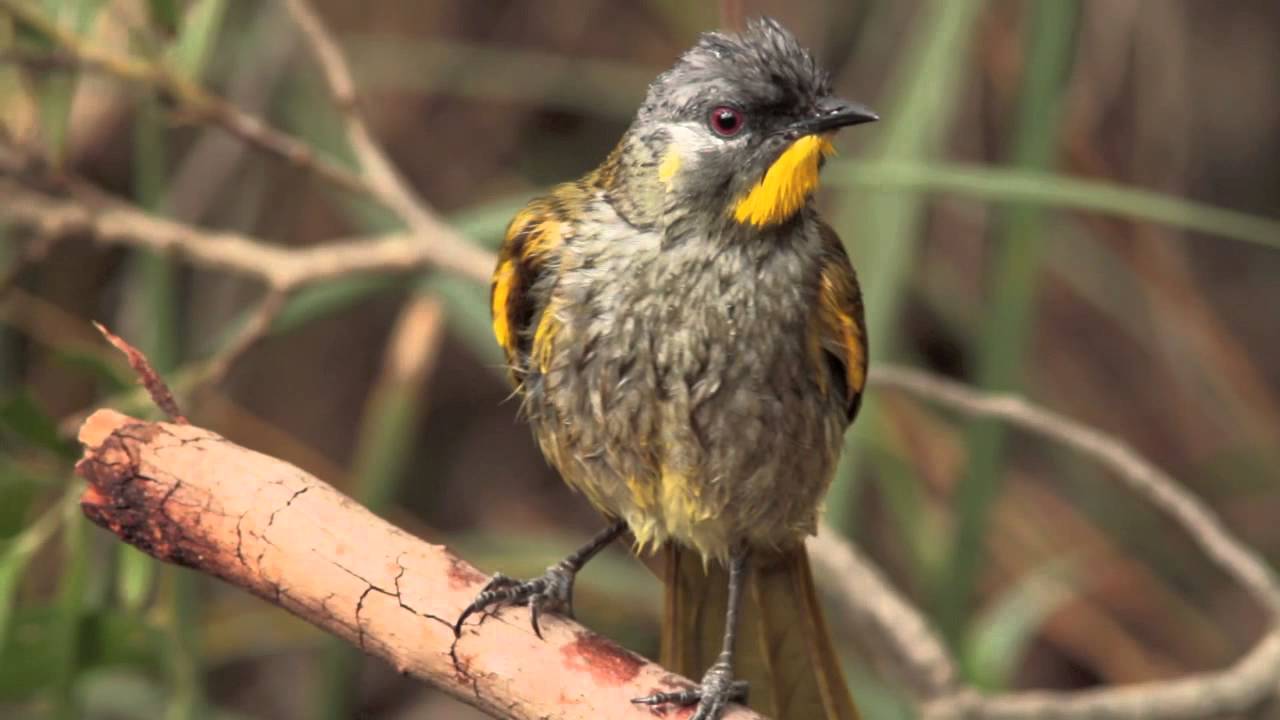 Yellow throated Honeyeater, Birds Tasmania, Australia. 