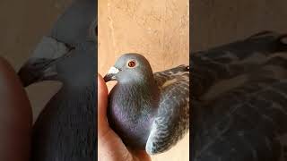 Extreme Long Distance Racing Pigeon! #shorts