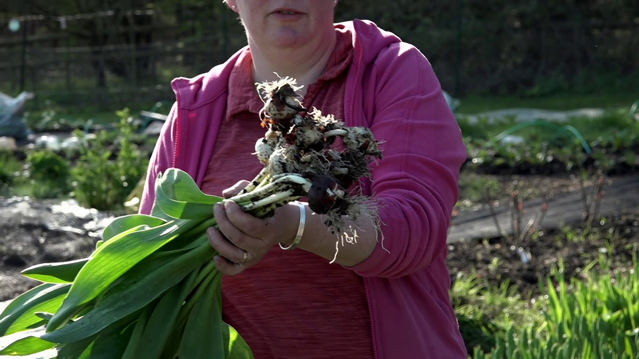 How to Pick and grade Tulips