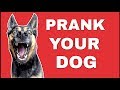 Funny Sound To Prank Your Dog ( LAUGH HARD )