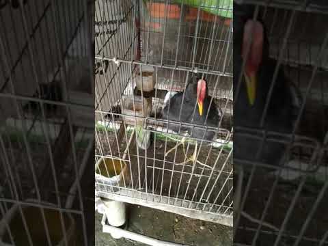 Cúm núm mồi Bến Cầu Tây Ninh