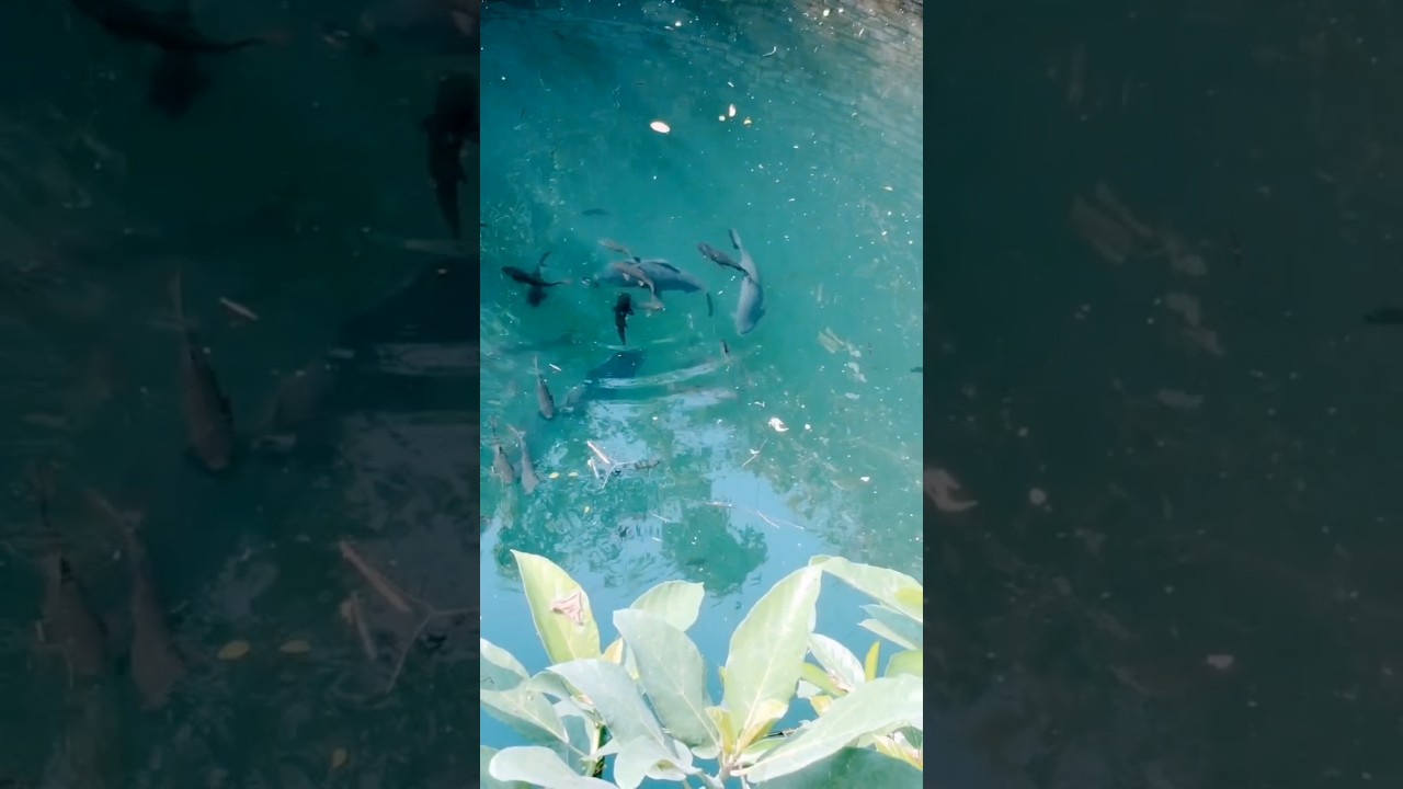 Fishs in well ❤️‍🩹 