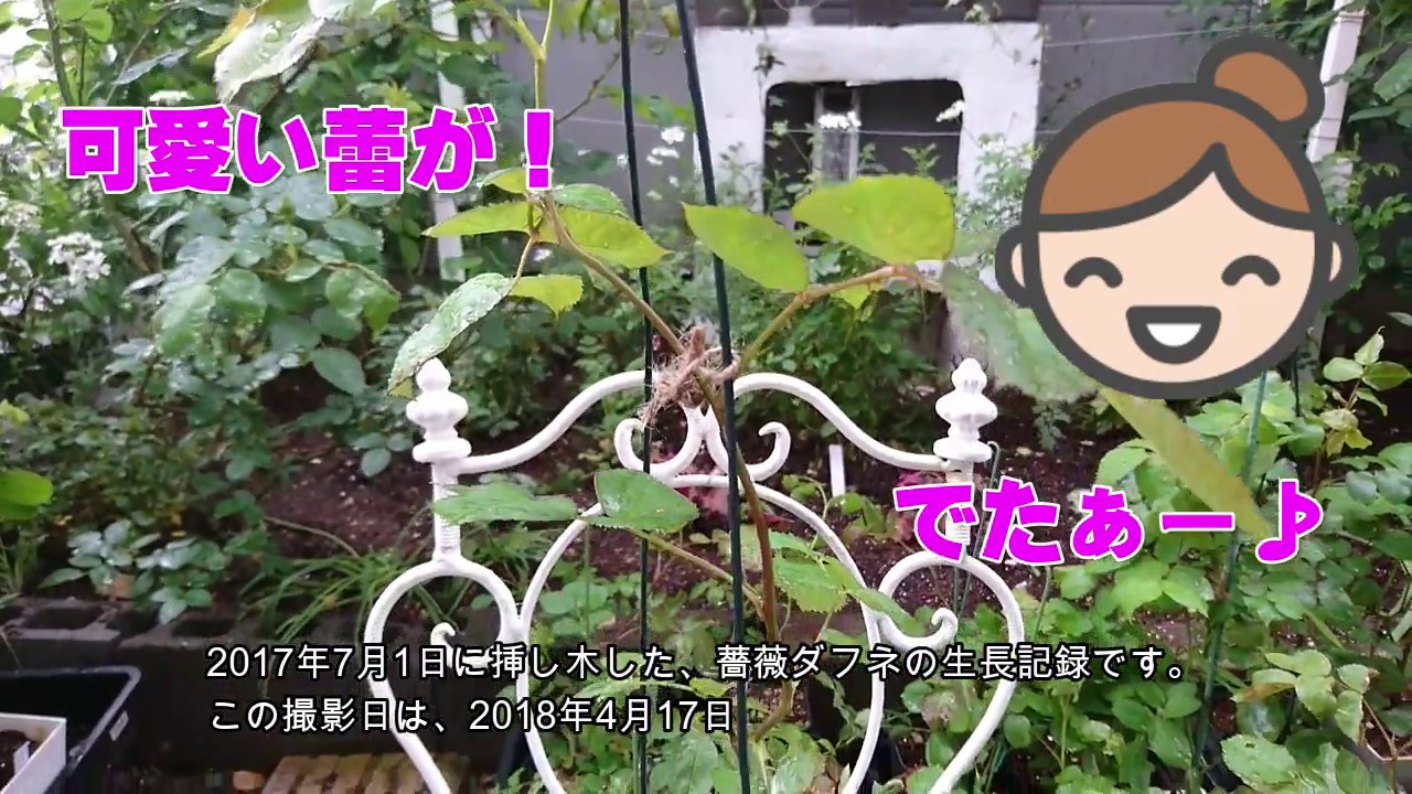 薔薇 バラ ダフネ挿し木成長記録 １ 18年4月17日 Youtube