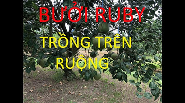 BUOI RUBY||Cách trồng bưởi Ruby trên đất ruộng