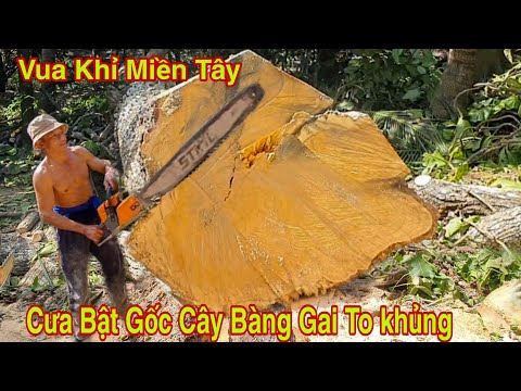 Video Vua Khỉ Cưa Bật Gốc Cây Bàng Gai Siêu To Quá Hồi Hộp... - youtube