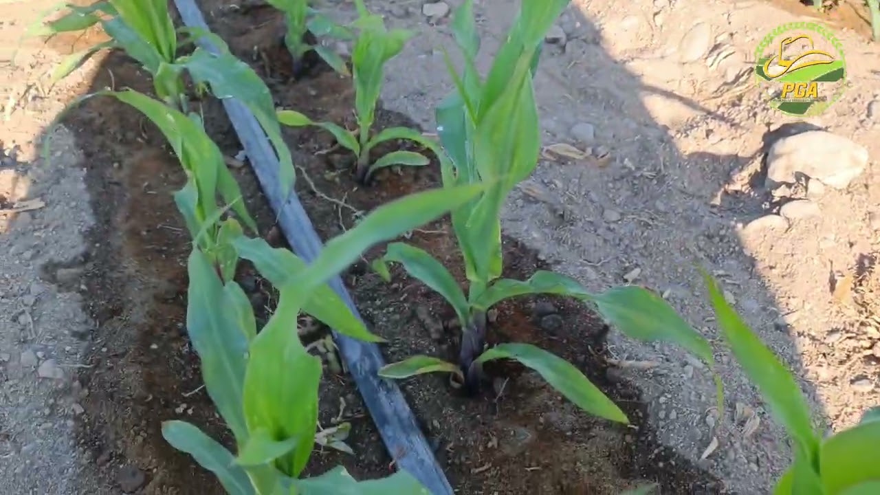 Maíz híbrido riego controlado y fertilización adecuado.