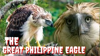 Sports Performance PHILIPPINE EAGLE | MONKEY-EATING EAGLE | HARIBON | Tenrou21
