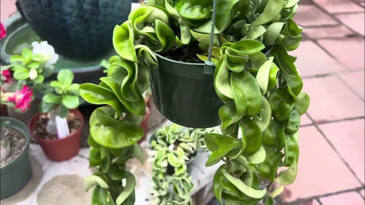What's the difference between these two Hoyas? (Hoya Carnosa)🤔🌿🌸💚 YouTube