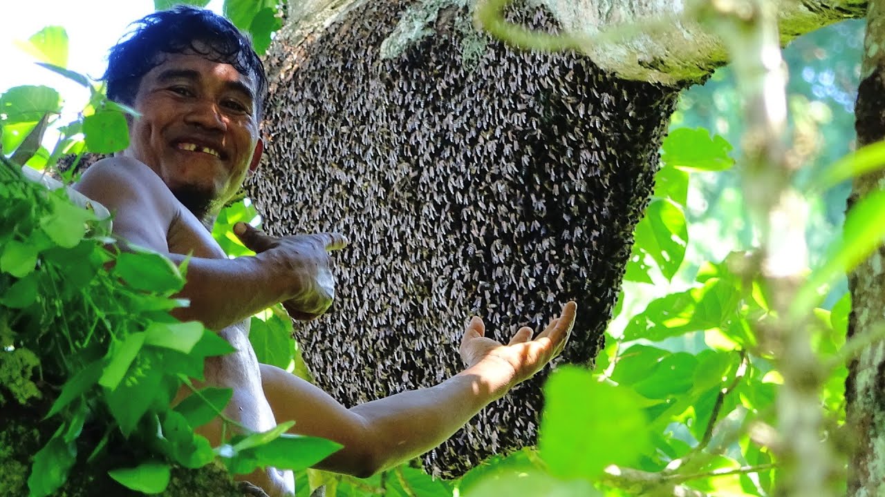 Harvesting Wild Honey, so Delicious 😋