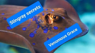 The Secret Sting | Unveiling the Mysterious Stingray