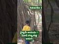 పట్టుదలతో చెట్టు ఎక్కడం నేర్చుకుంటున్న వీహాన్ శౌర్య 💪🌳చిన్న వయసులోనే ధైర్యం చెట్టు ఎక్కుతున్న వీహాన్