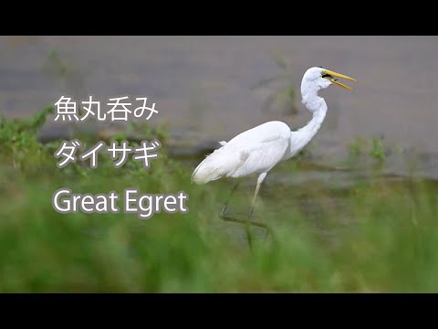 【魚丸呑み】ダイサギ Great Egret