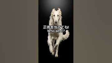え、何この犬…？ 気品レベルMAXで…ただ者じゃない？What is this dog…? Too noble… unreal.
