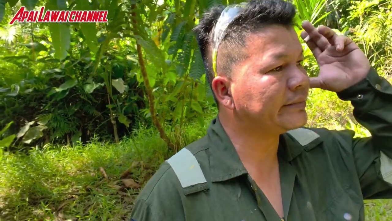 Ngabas buah alu tebas rumput//1.11.2025