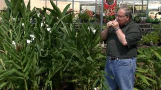 Butterfly Ginger Survives Heat And Cold Youtube Butterfly Ginger Survives Heat And Cold Youtube