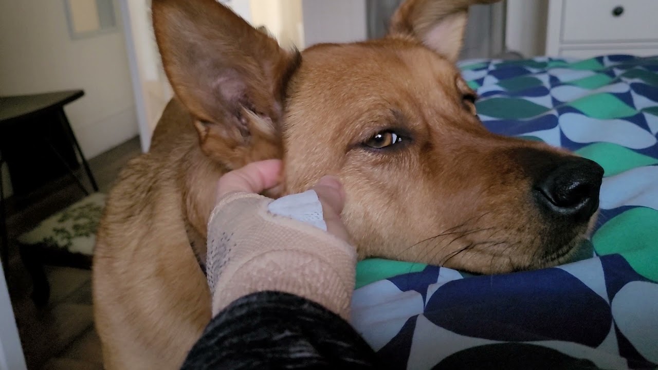 撒嬌的Taiwan dog Chewie YouTube