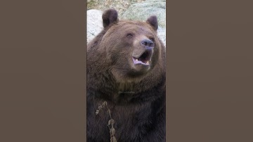 Thumbnail of Eurasian brown bear roaring #brown #bear #roar #eurasian #grunt #wild #wow #nature #wildlife HA47624