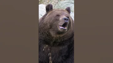 Eurasian Brown Bear Roaring Brown Bear Roar Eurasian Grunt Wild Wow Nature Wildlife HA47624 