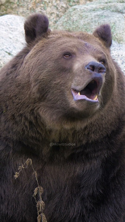Eurasian brown bear roaring #brown #bear #roar #eurasian #grunt #wild #wow #nature #wildlife HA47624