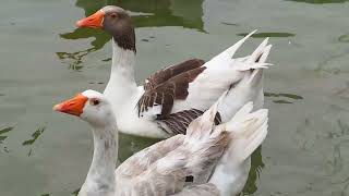 Honking Hilarious Goose Jokes Comedy Corner