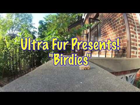 "Birdies" : Ultra Kawaii