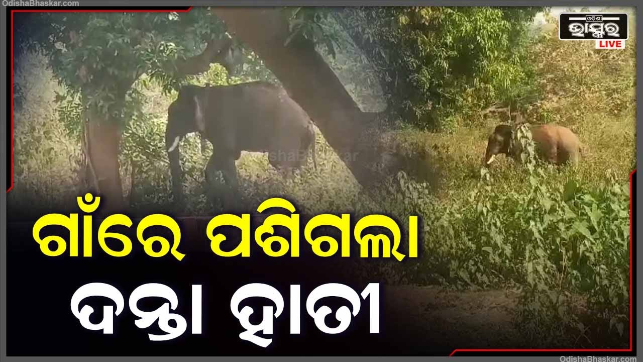 ସକାଳୁ ସକାଳୁ ଗାଁରେ ପଶିଗଲା ଦନ୍ତା ହାତୀ...ଭୟରେ ଦୌଡିଲେ ଗାଁ ଲୋକେ