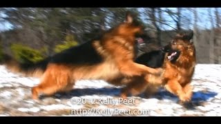 black long haired german shepherd