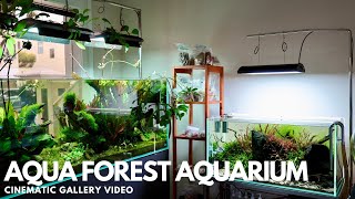 Aqua Forest Aquarium Gallery 2025 - 4K Cinematic