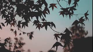 Leaf Silhouette