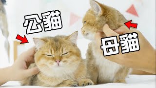 養公貓好還是母貓好？看完這5點區別，你會有答案！【初識貓咪EP13】