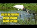 Um dia no pantanal, registrando lindas imagens de várias espécies!
