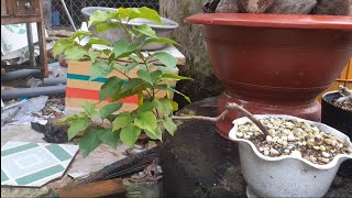 Cách bấm ₫ọt nhân tàn cho cây hoa giấy (dành cho người mới chơi)