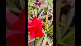 DIY Origami Lotus 🌸 Easy Paper Flower Step-by-Step