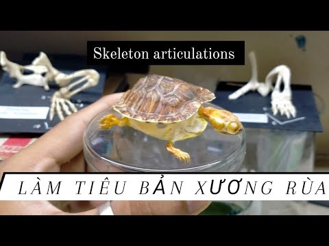 Làm tiêu bản xương Rùa cùng TST - YouTube
