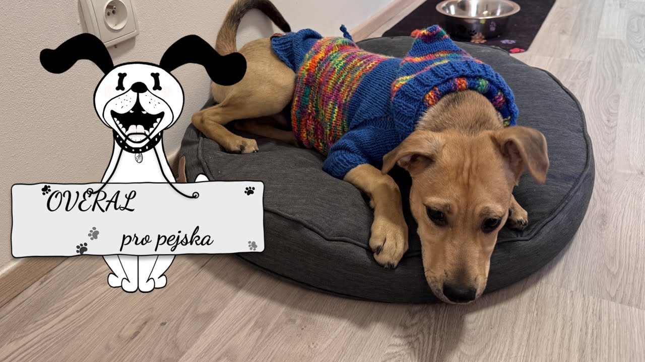 Jak uplést overal pro pejska 🐶✨krok za krokem, How to Knit a Dog Overall 🐶✨ | Step-by-Step Tutorial