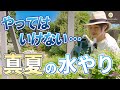 【今すぐやめて!】真夏にやるべき正しい水やりとは?プロが理由まで解説します♪