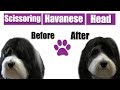 How To Scissor Havanese Head