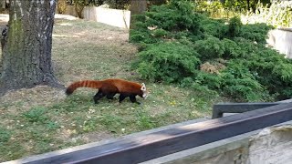 Red panda in Warsaw Zoo | Красная панда (Малая панда) в зоопарке Варшавы.
