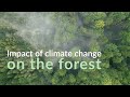 Impact of climate change on the forest