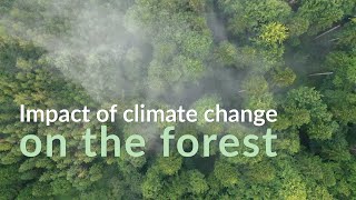 Impact of climate change on the forest