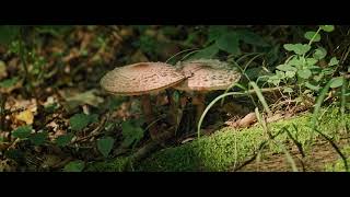 EDEKA smart | WWF-Projekt: Urwald von morgen | Uckermark | Imagefilm