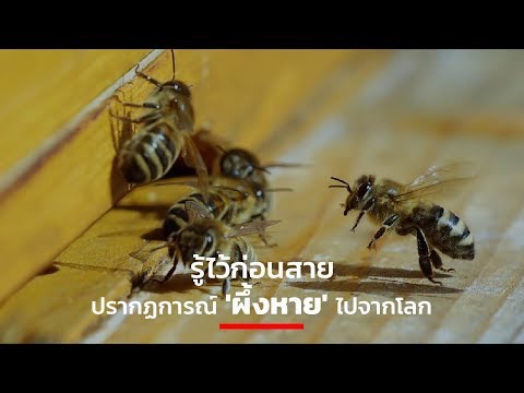 วีดีโอ: จะเกิดอะไรขึ้นถ้าผึ้งหายไป