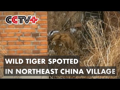 Wild Tiger Hurts Villager in Northeast China Village