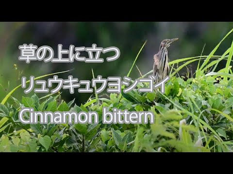 【草の上に立つ】リュウキュウヨシゴイ Cinnamon bittern