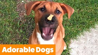 Cute Silly Dogs | Funny Pet Videos