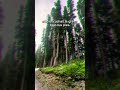 Hay una vibra extraña en el bosque #liminal #liminalspace #dreamcore #streetview #googleearth #dream