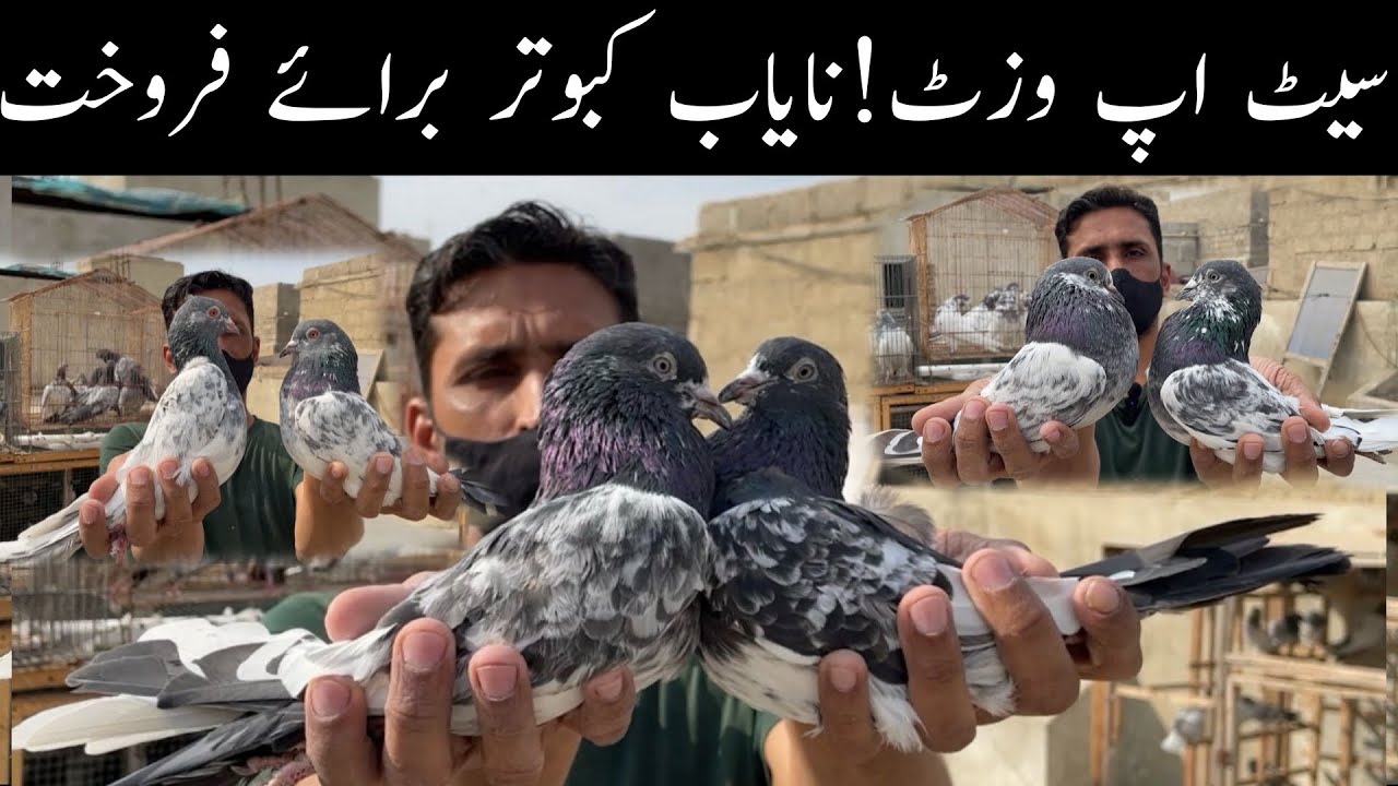 HighFlyer Pigeons Setup Visit Teddy Golden Kamagar Rampuri 35 Wale Batairay Ambarsiray in Karachi 😯