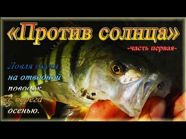 «Против солнца» — часть 1я — Ловля окуня на отводной поводок